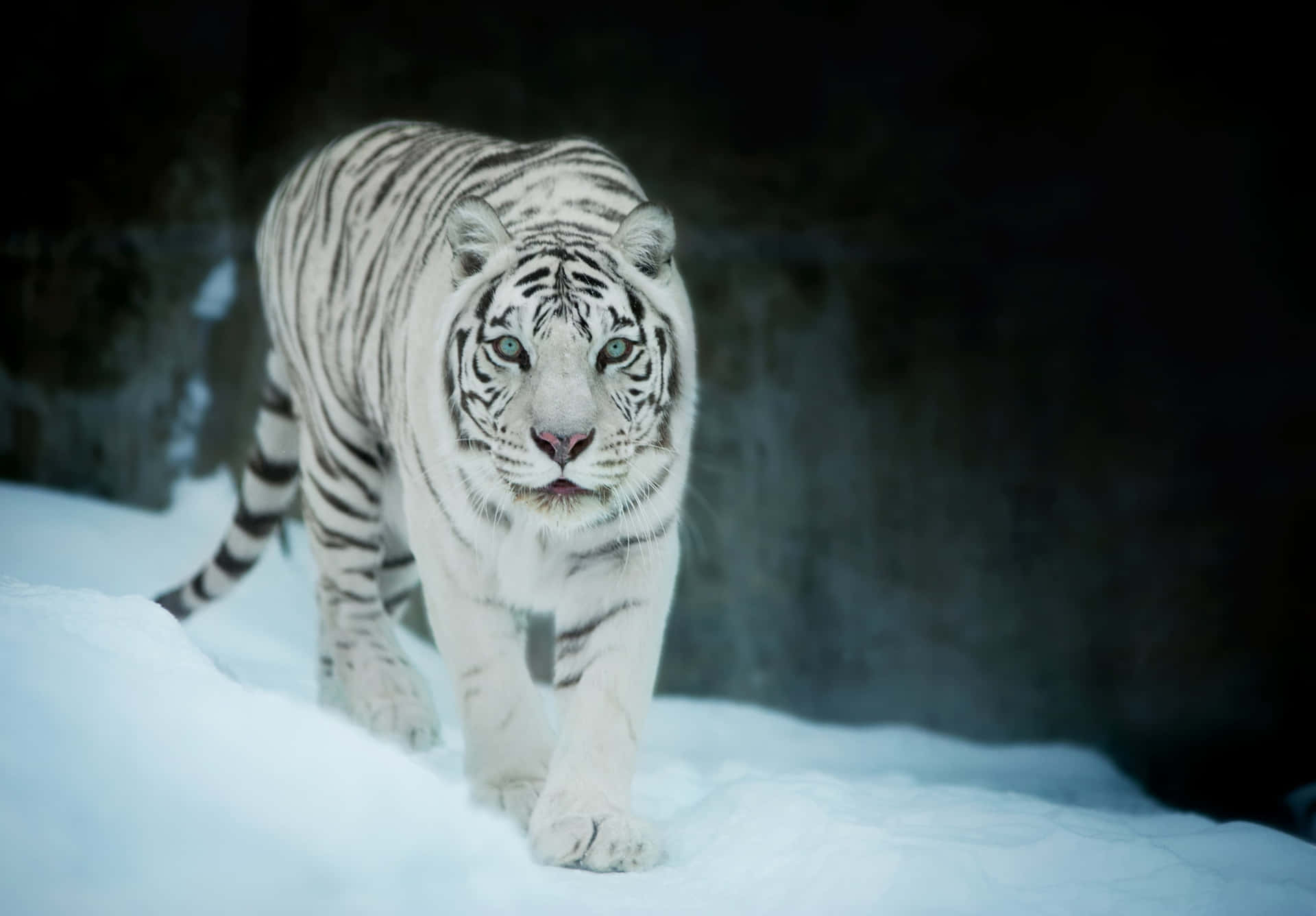 Download White Tiger Pictures 
