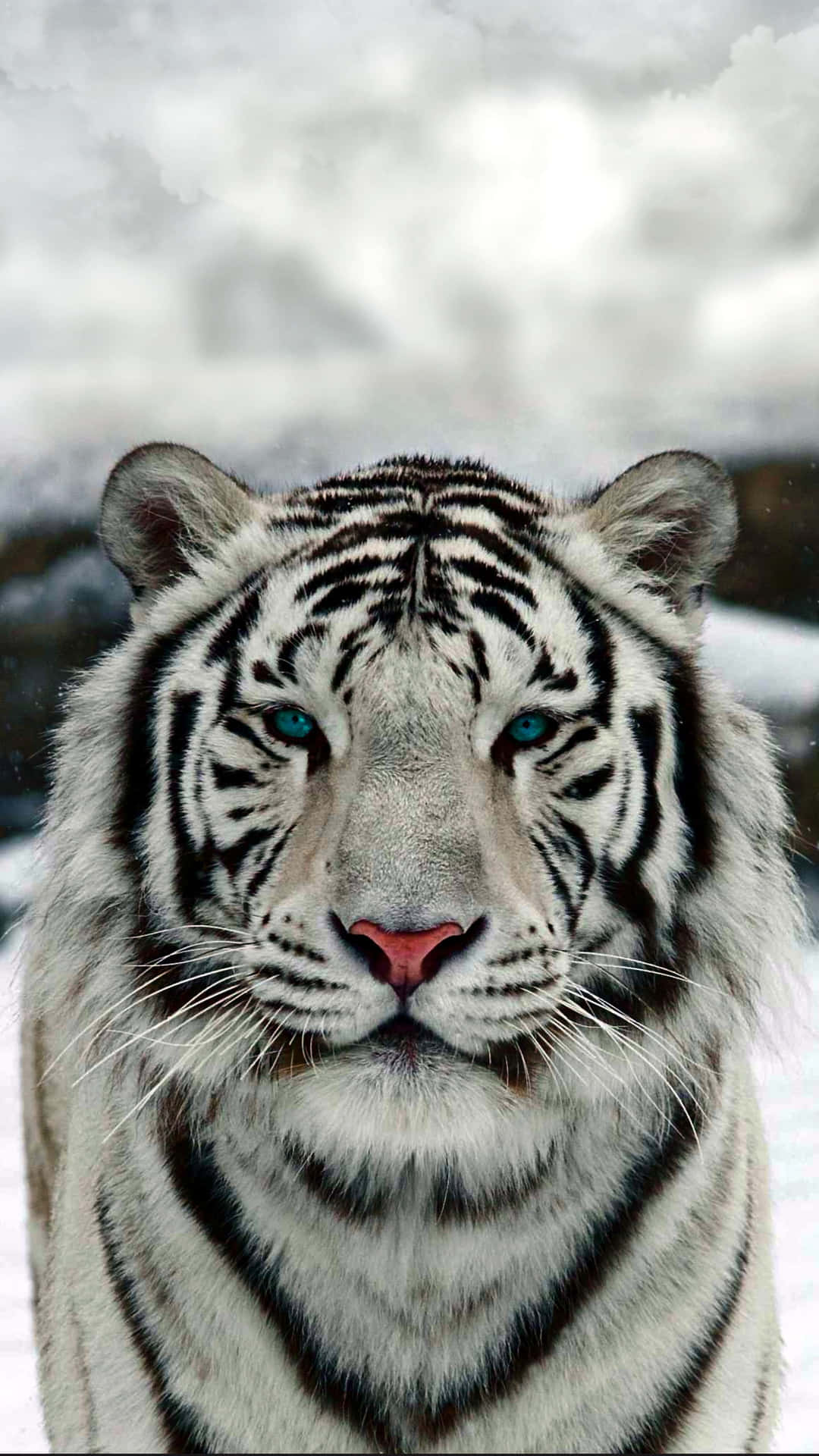 Beautiful White Bengal Tiger Tiger Poster Animal Poster Wildlife Photo  Digital Download 