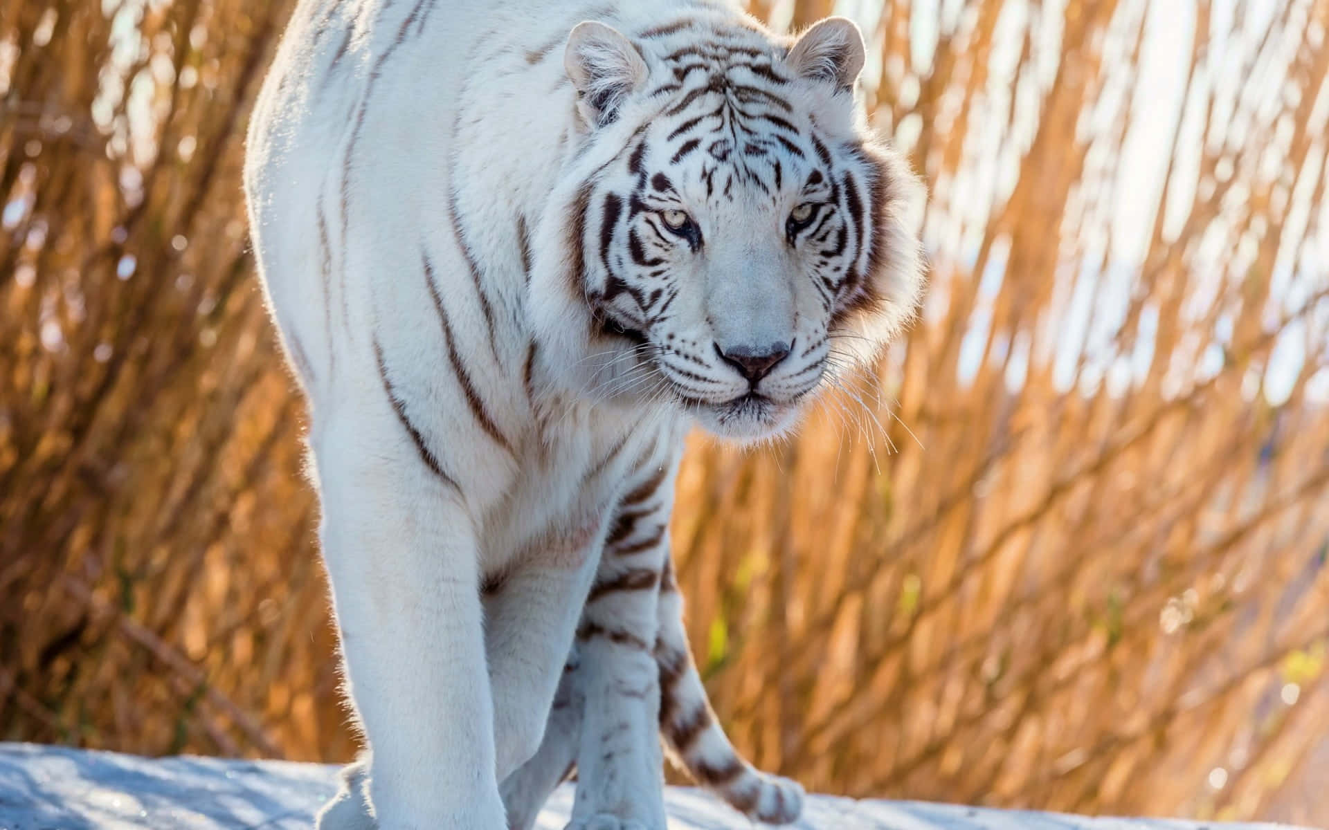 White Tiger Walking On The Sand