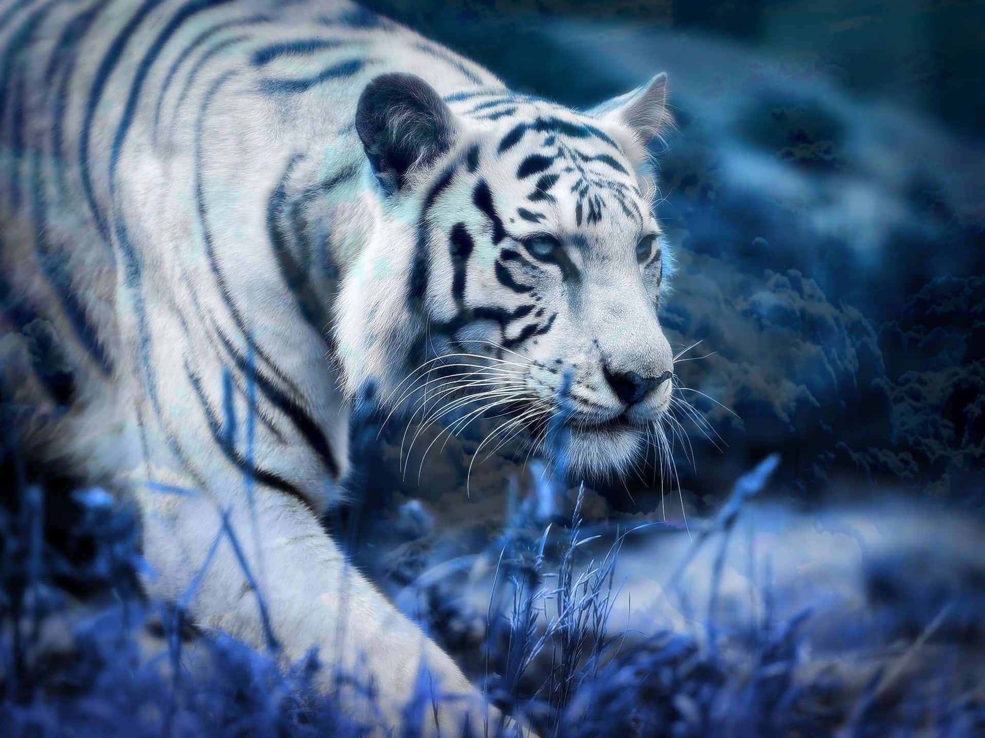 Majestätiskvit Tiger.