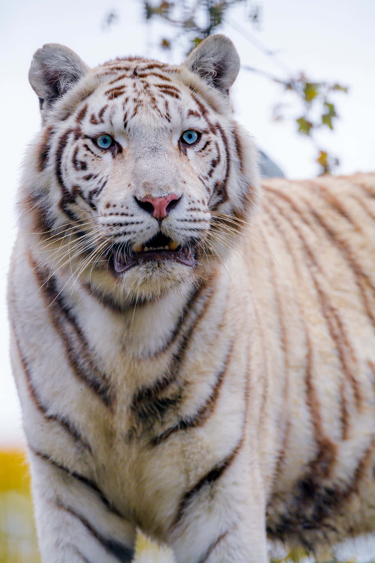 Majestic White Tiger Swimming Through Native Habitat