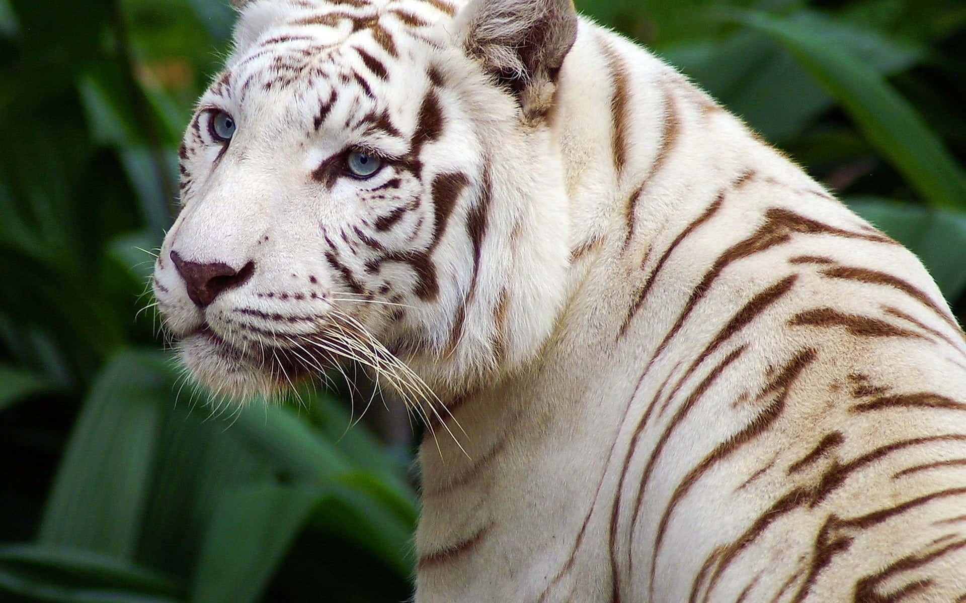 The Beautiful White Tiger