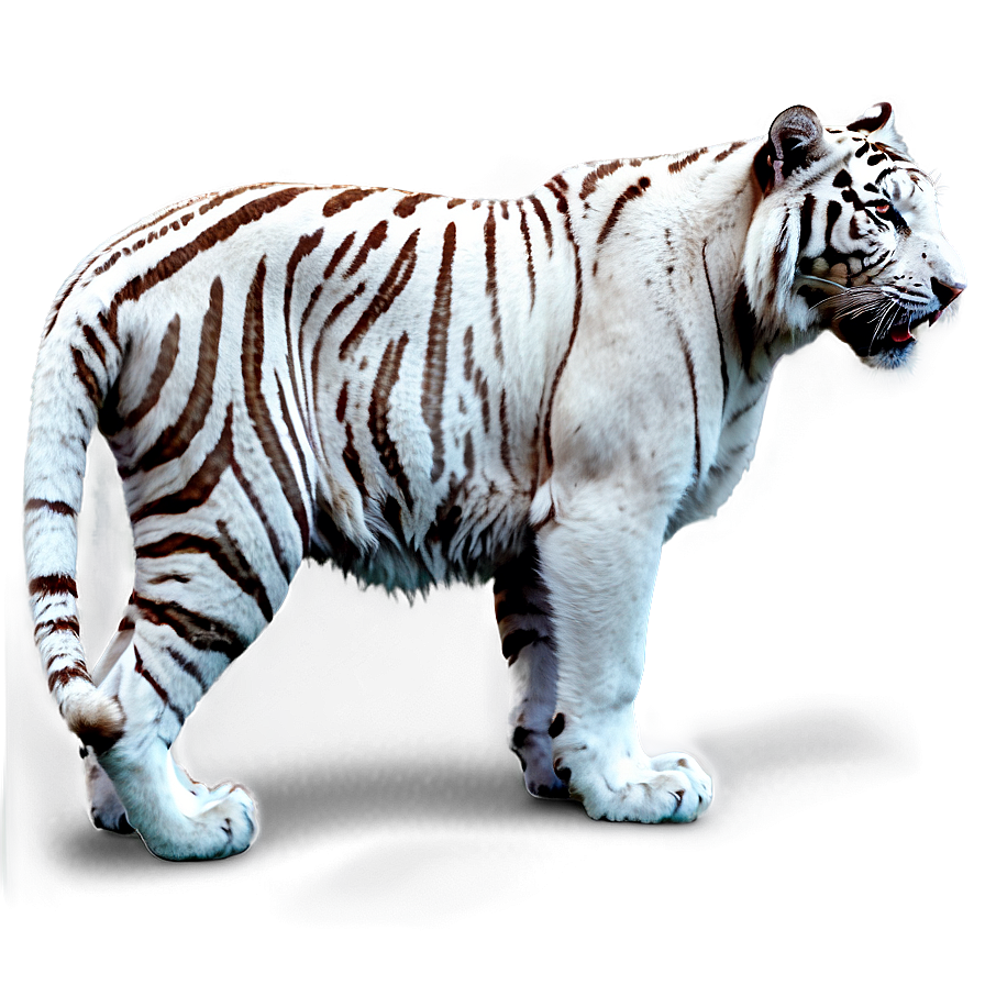 White Tiger Png Tbe PNG