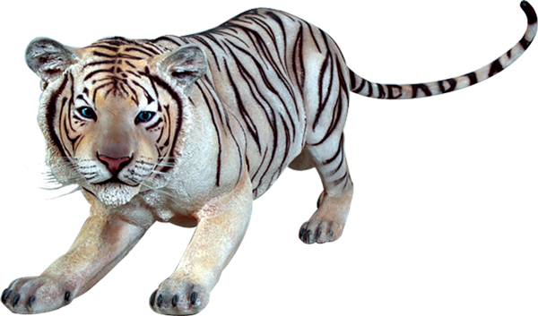 White Tiger Prowling PNG