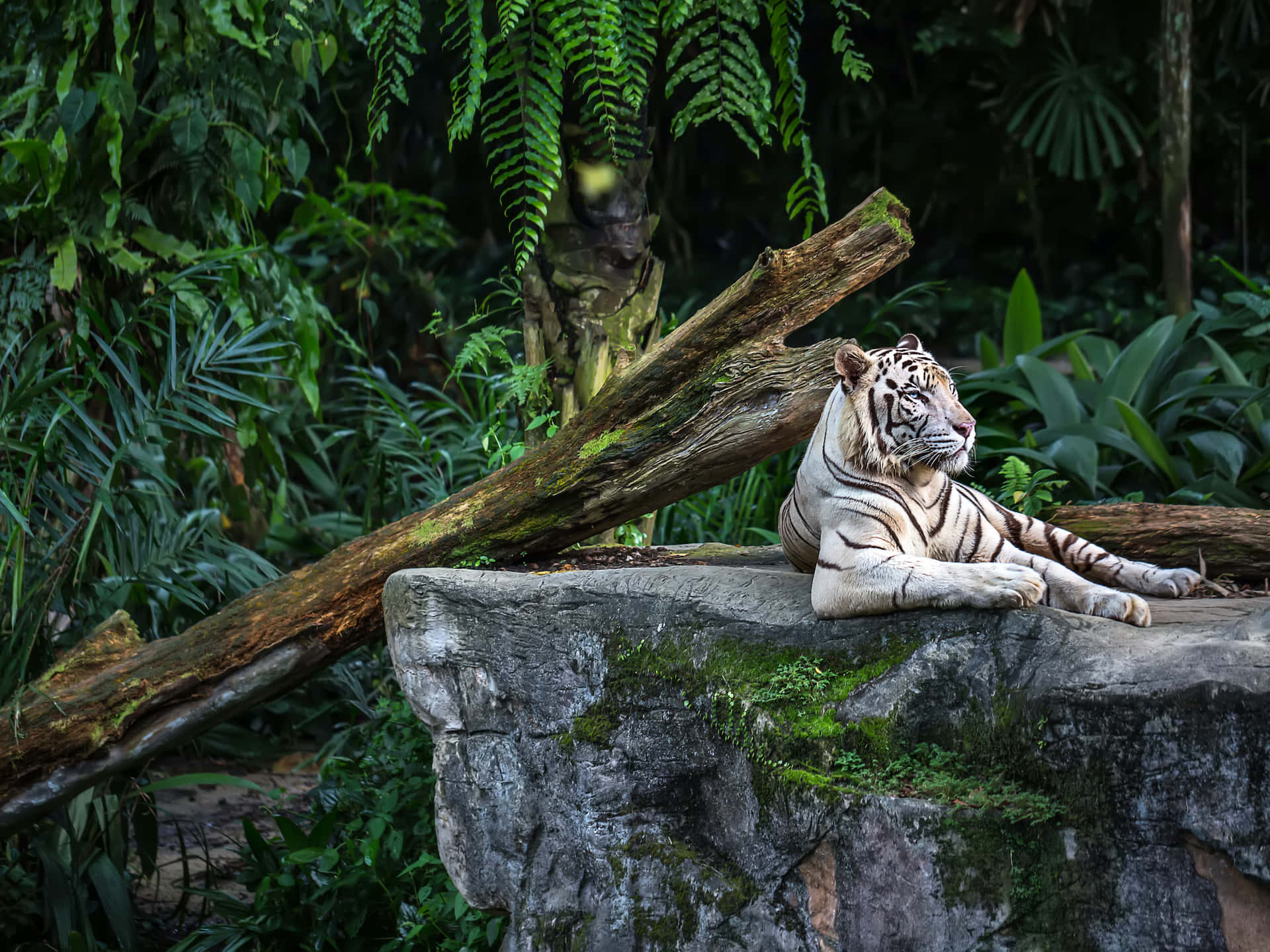 White Tiger Resting Singapore Zoo Wallpaper