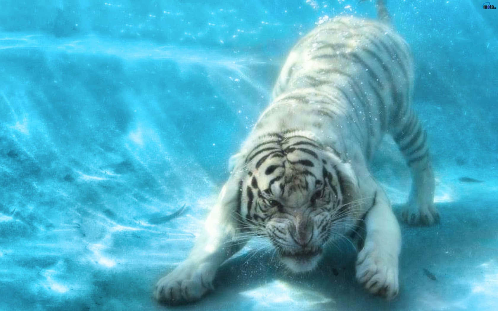 White Tiger Swimming Underwater Wallpaper