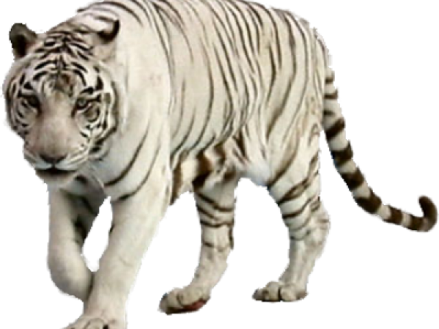 White Tiger Walking Transparent Background PNG