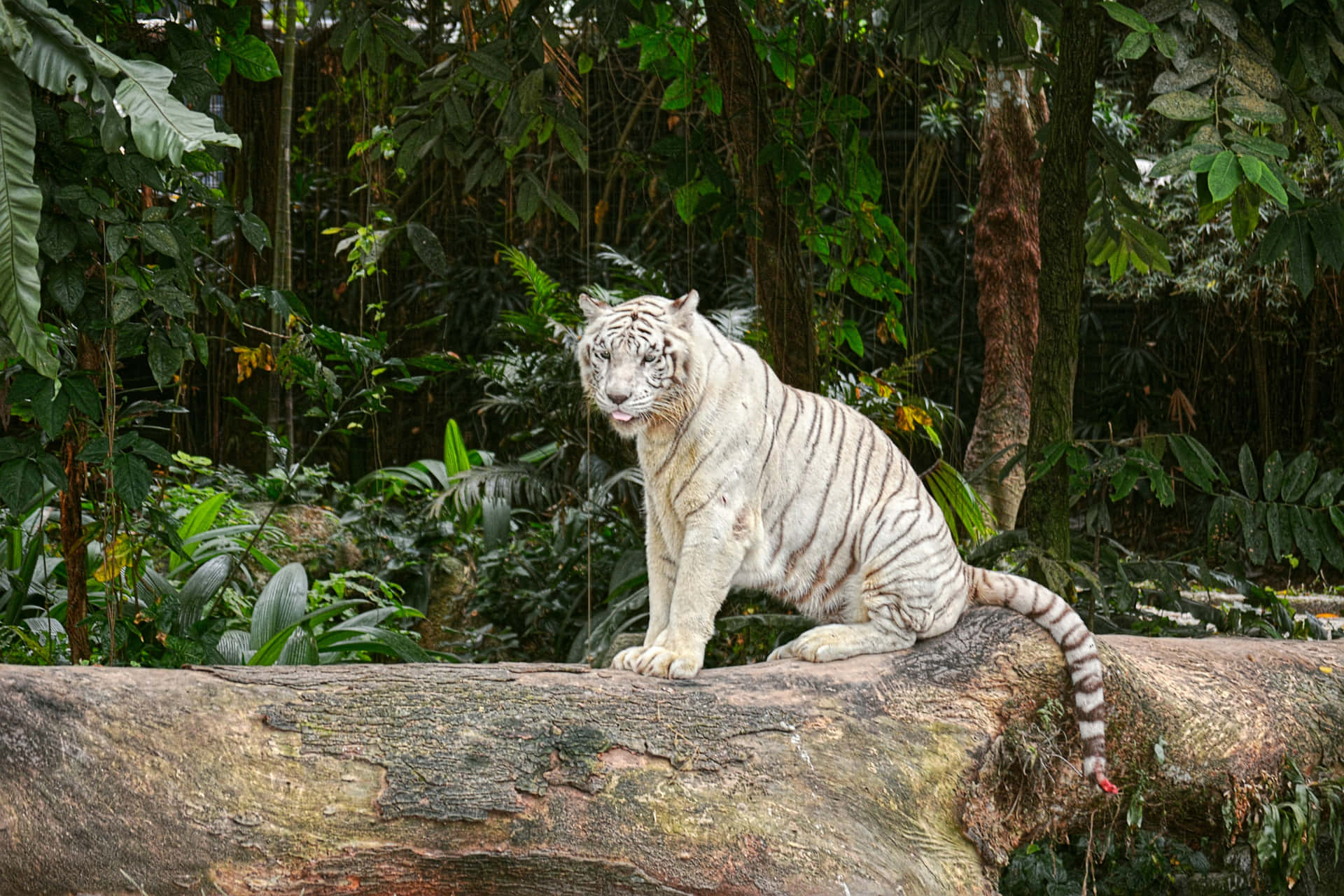 White Tigerin Jungle Habitat.jpg Wallpaper