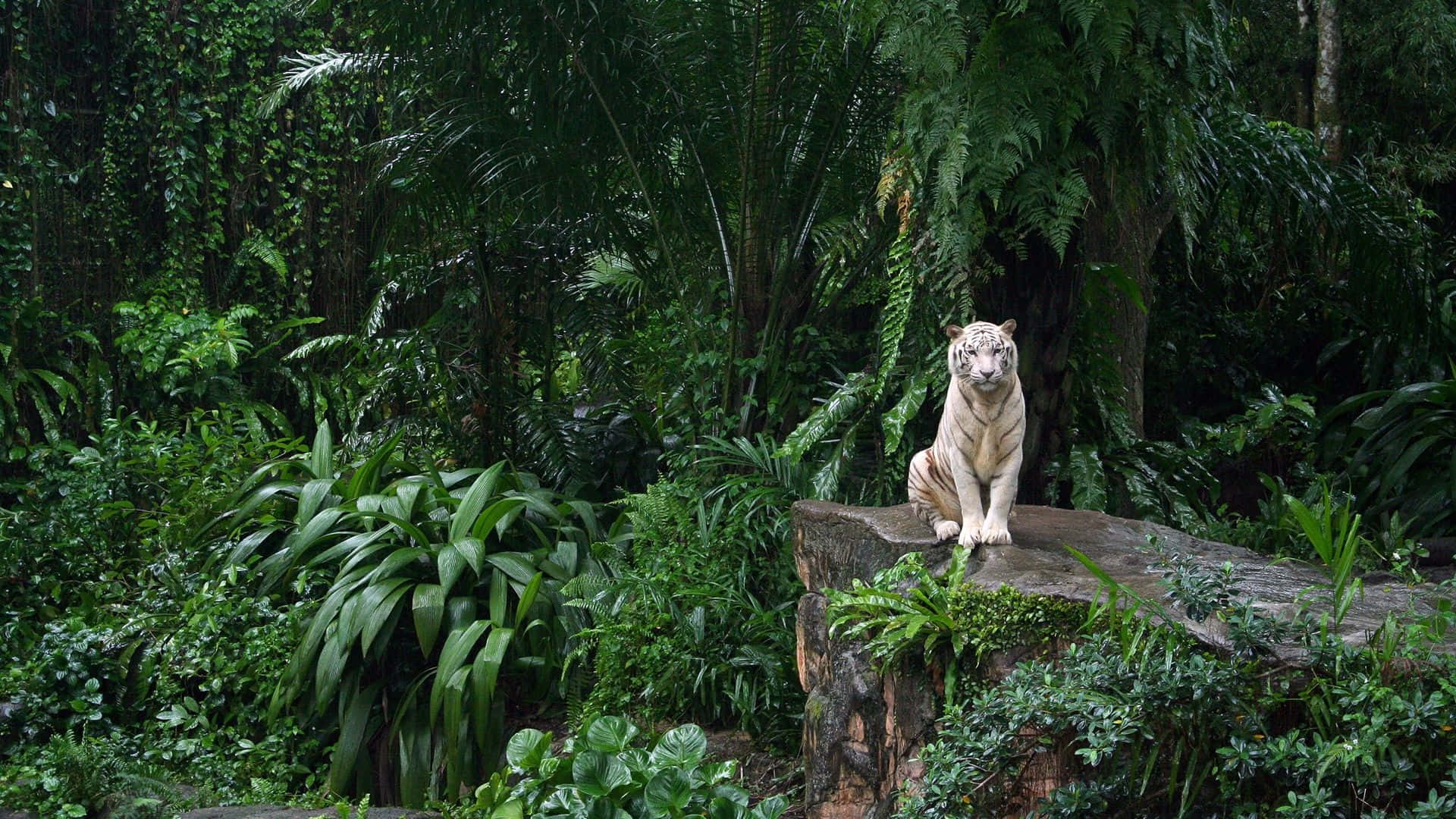 White Tigerin Singapore Zoo Wallpaper