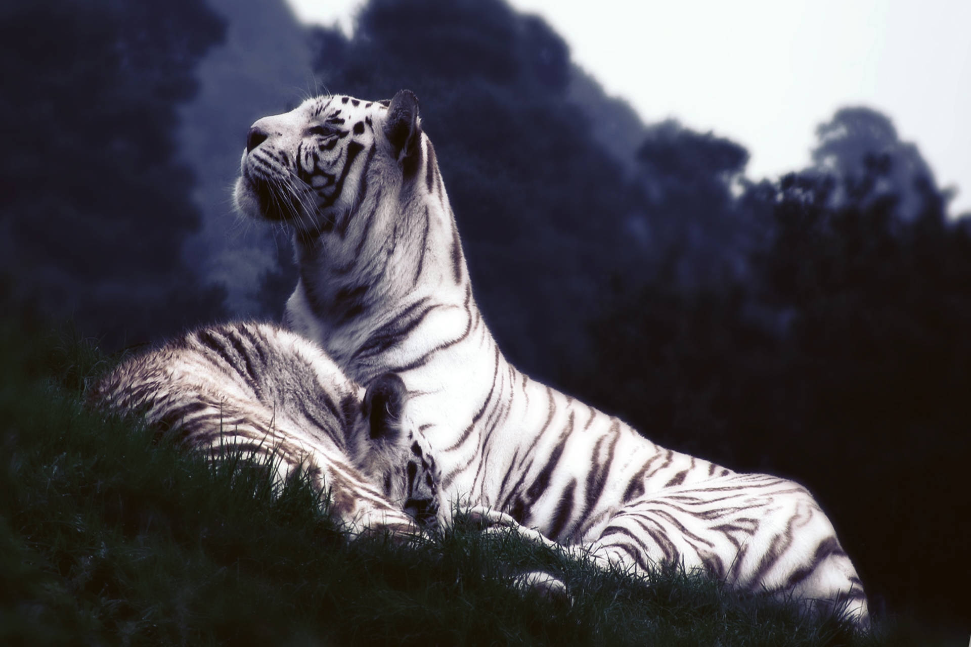 White Tigers On Grass Background