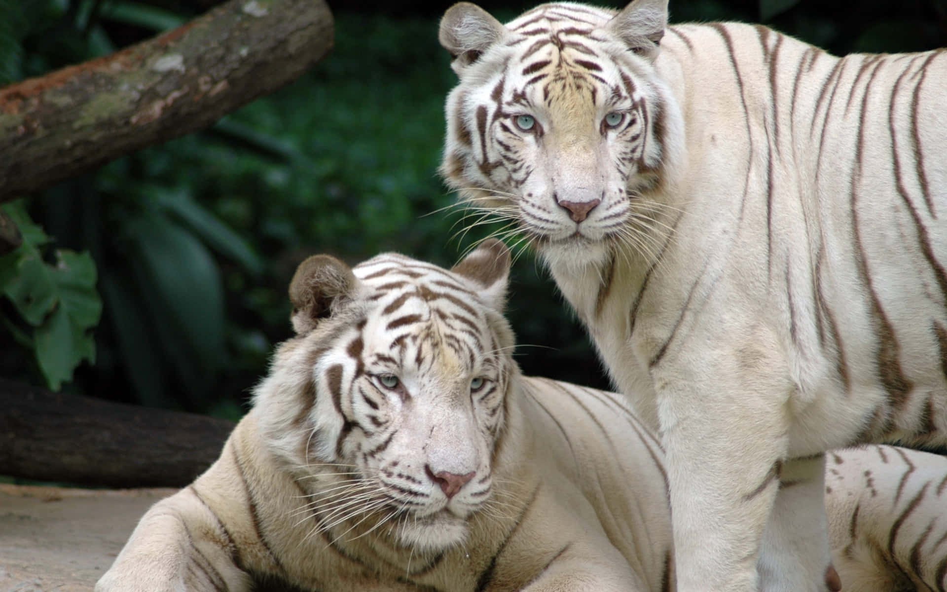 White Tigers Resting Singapore Zoo Wallpaper