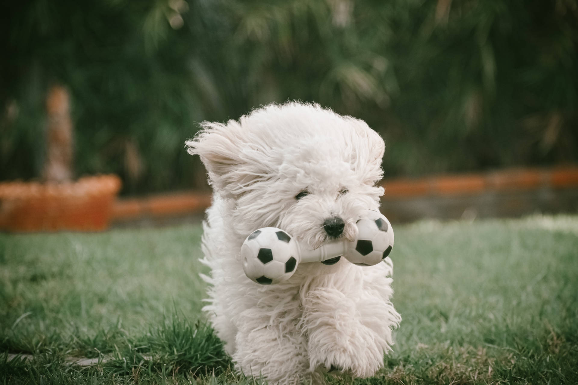 White Toy Poodle Running