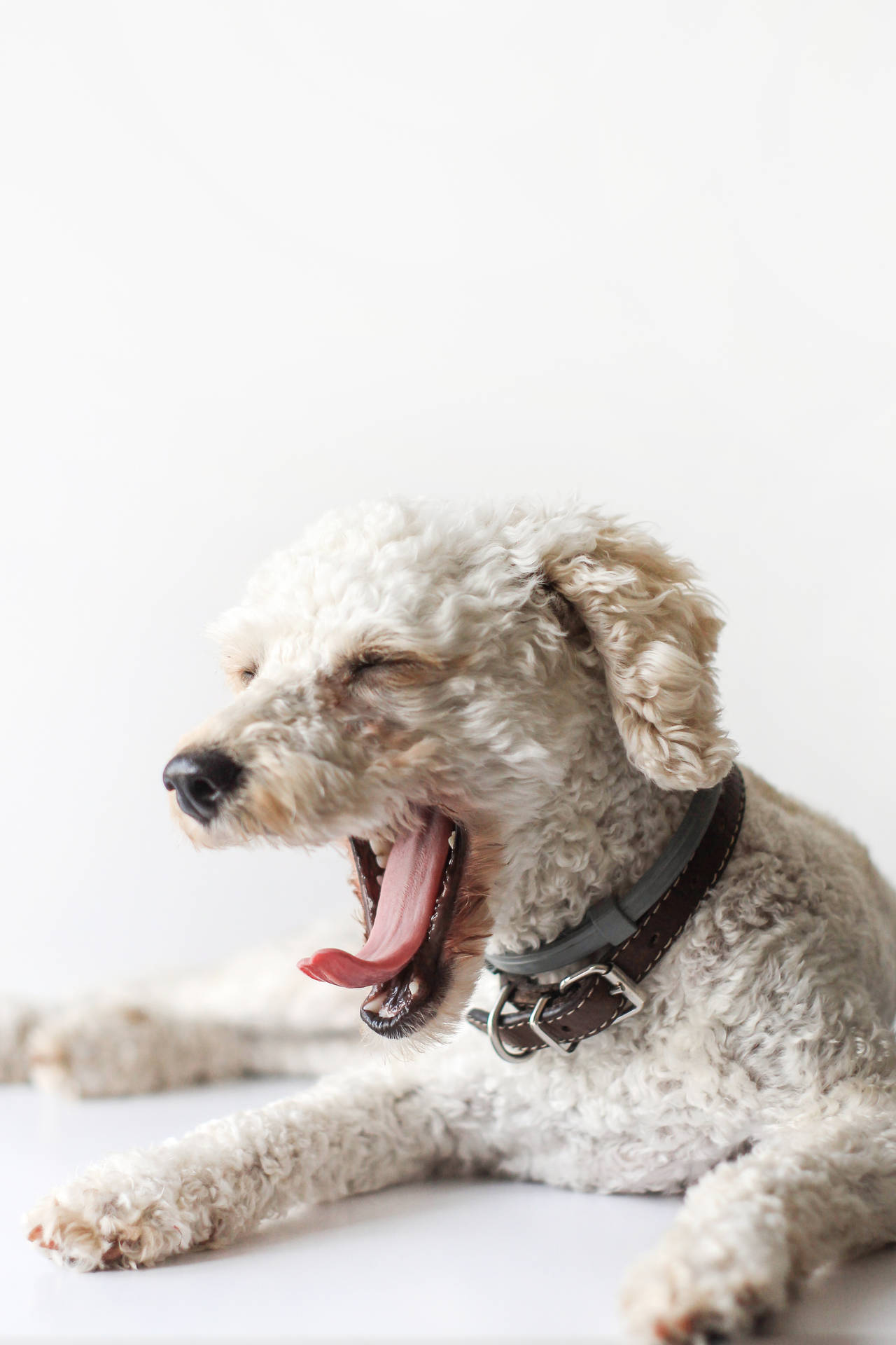 White Toy Poodle Yawning