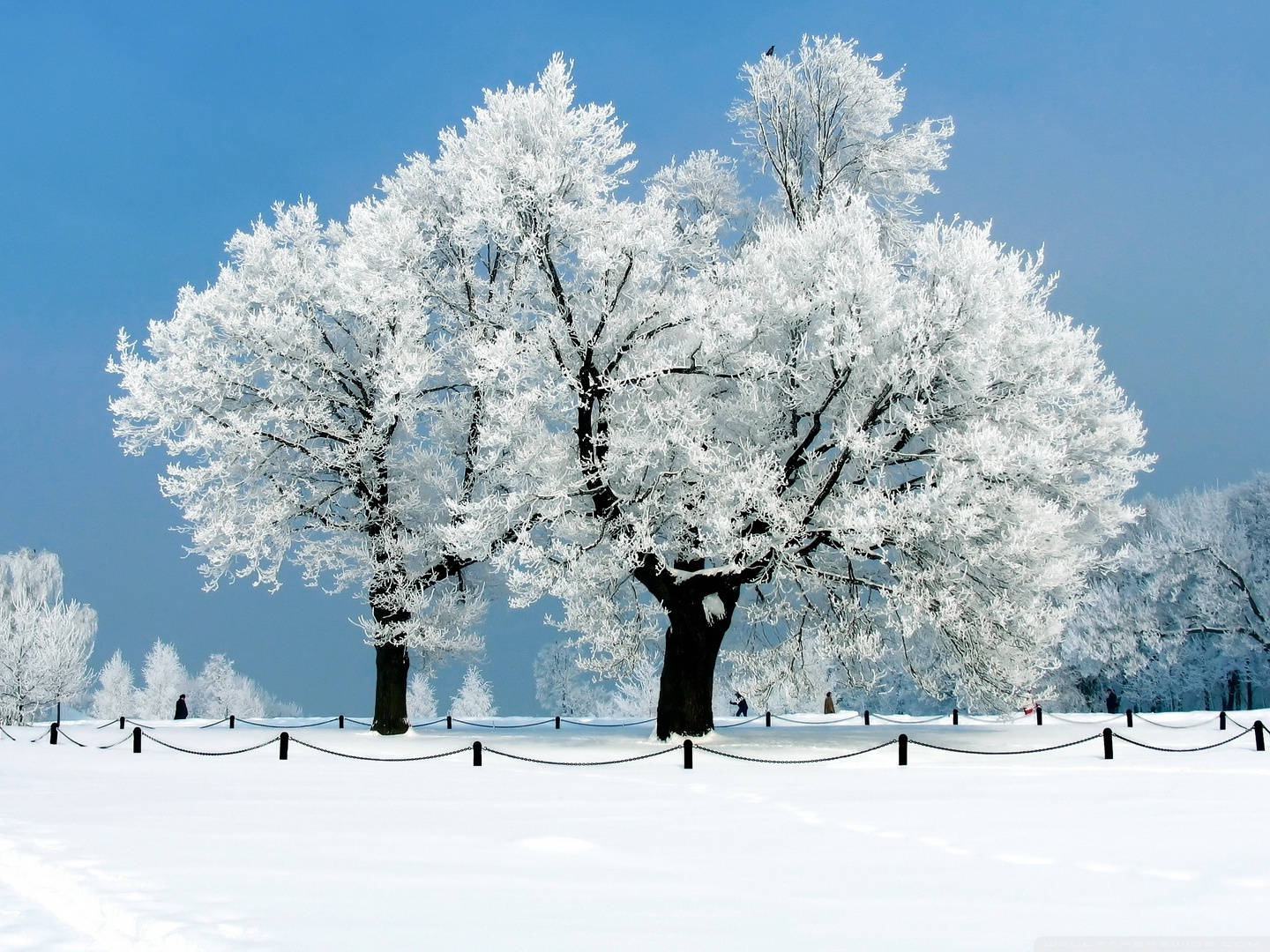 A majestic white tree standing tall in a tranquil field Wallpaper