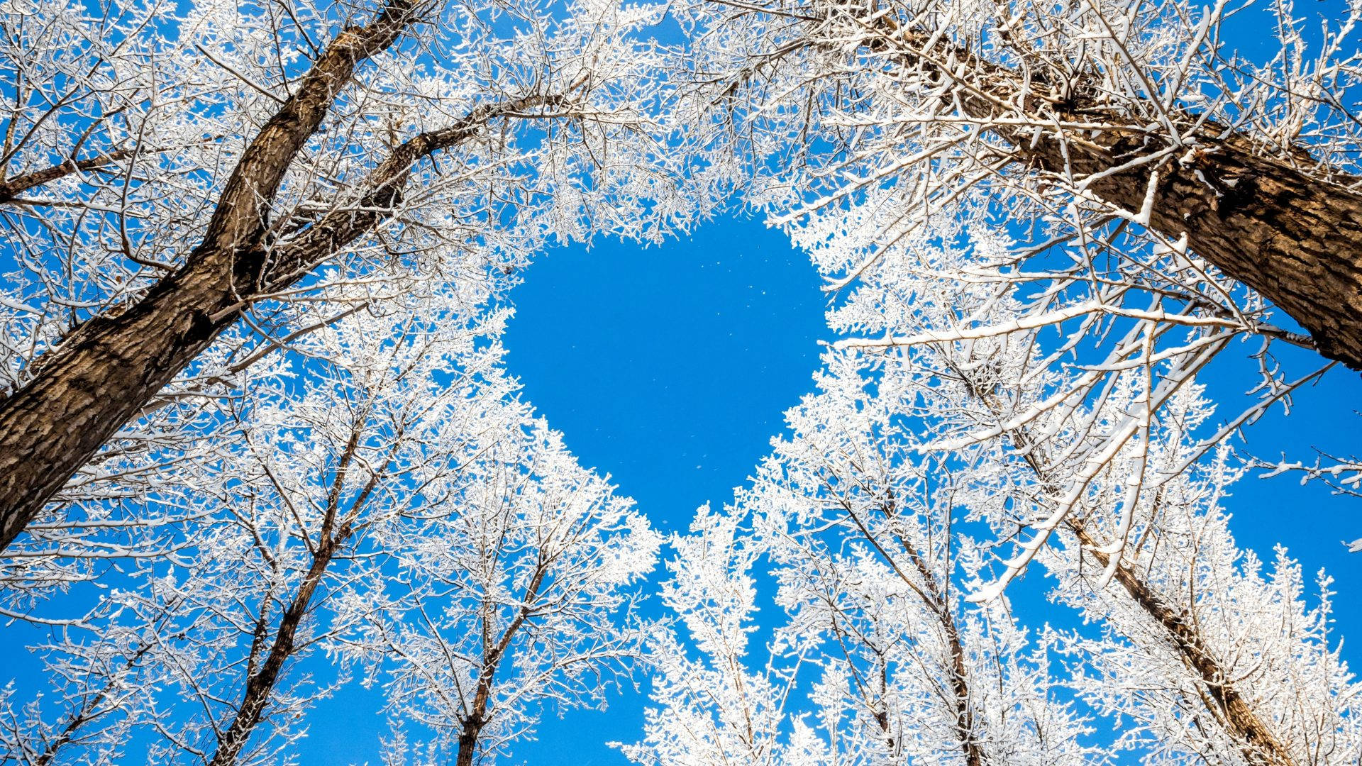 Heart Shaped Clearing Through White Trees Wallpaper