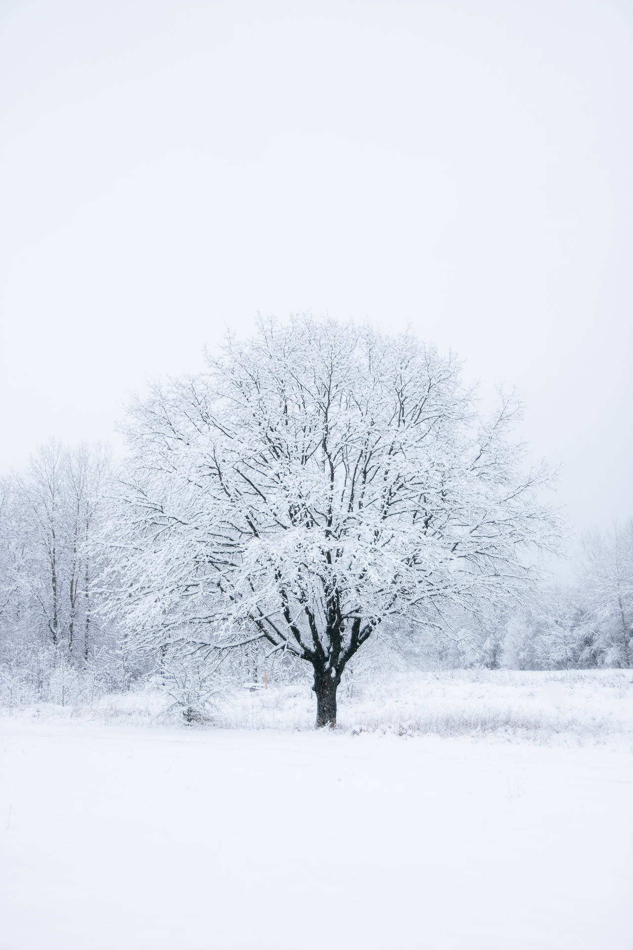 A Vast White Tree in a Majestic Clearing Wallpaper