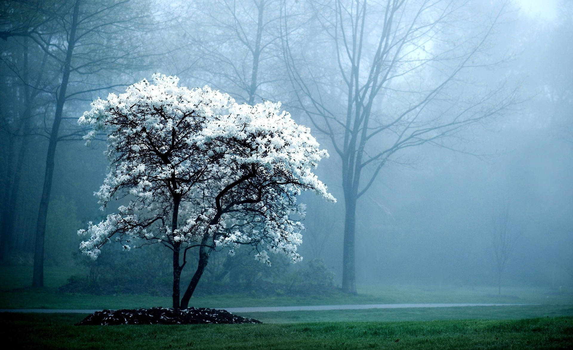 An Enchanting White Tree Against A Cloudy Sky Wallpaper