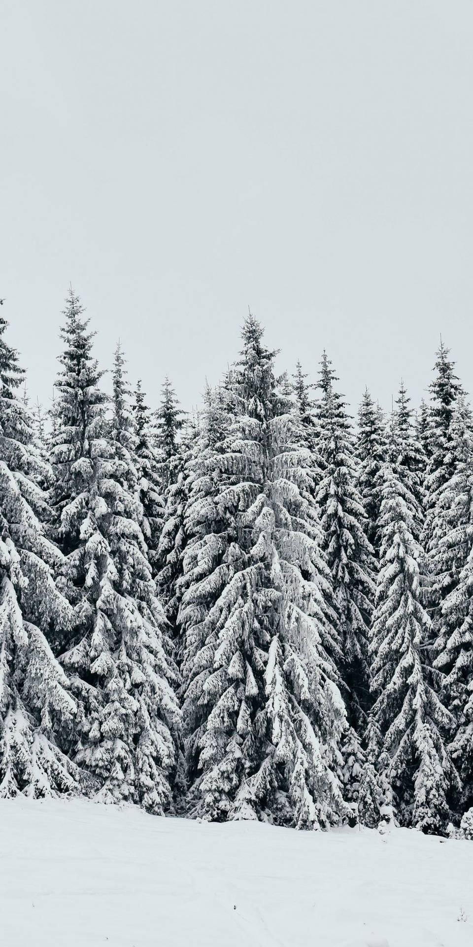 White Pine Trees Wallpaper