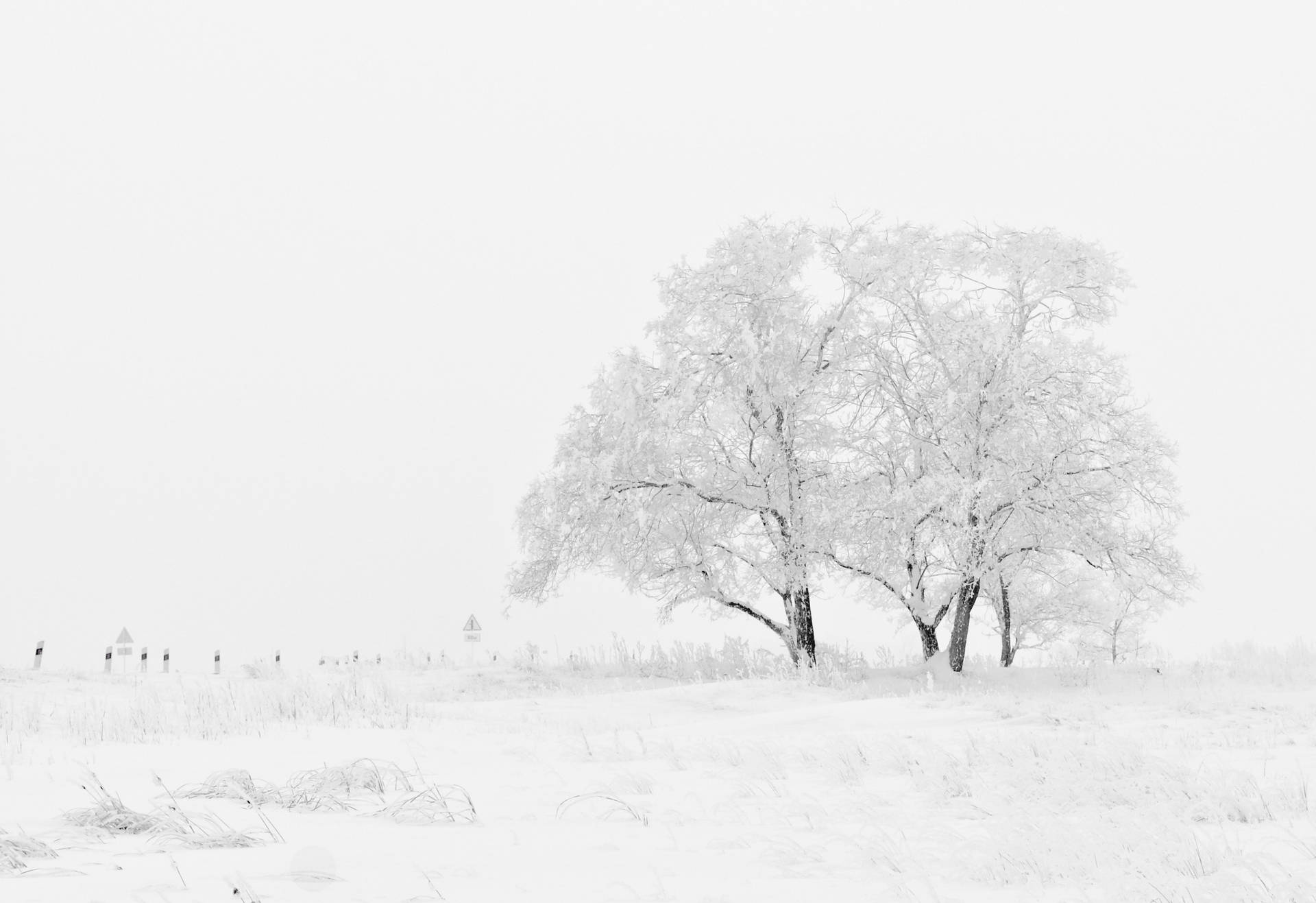 Hvid Træ I Det Hvide Vinterhimmel Wallpaper