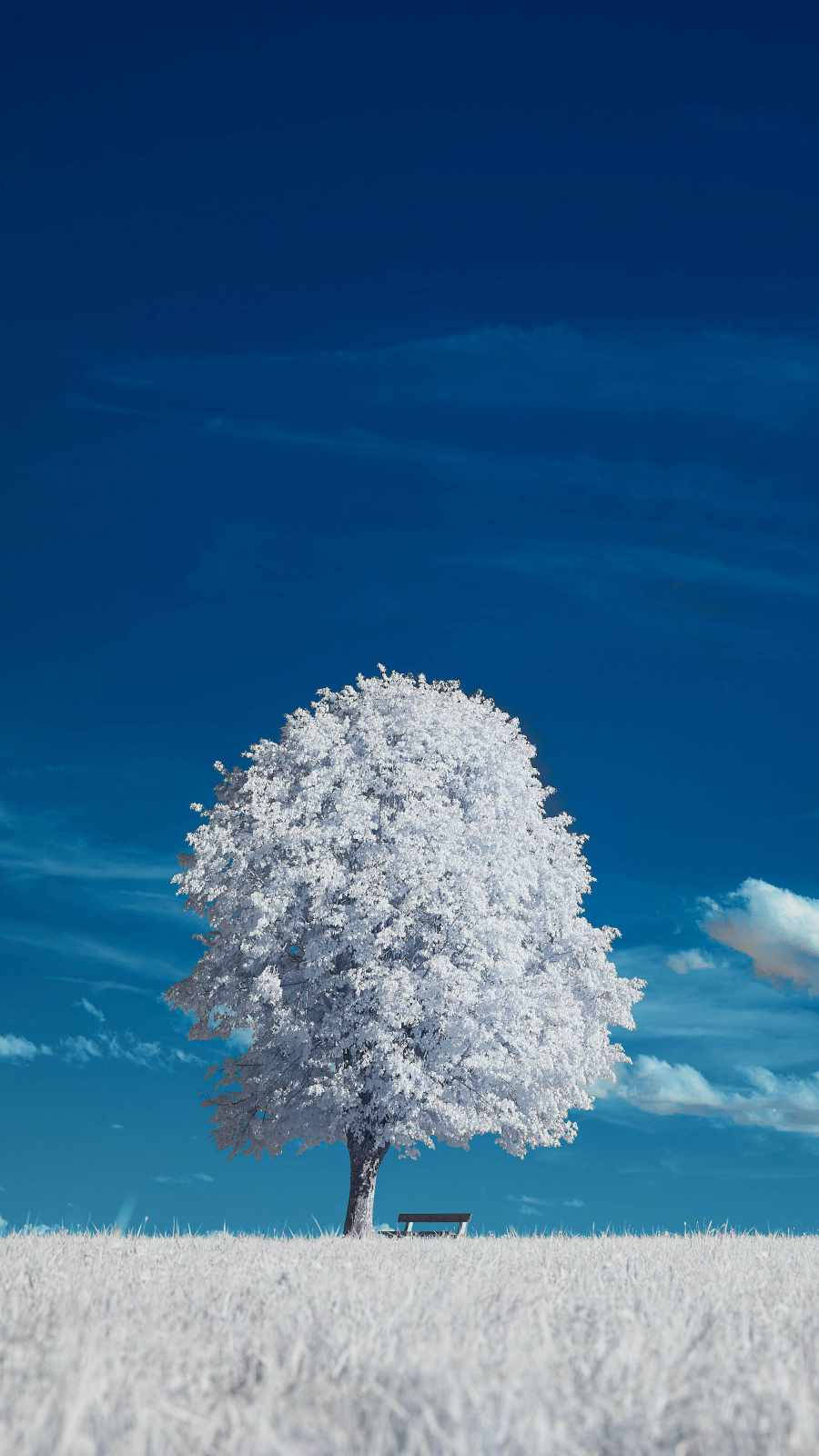A beautiful white tree stands against a backdrop of greenery Wallpaper