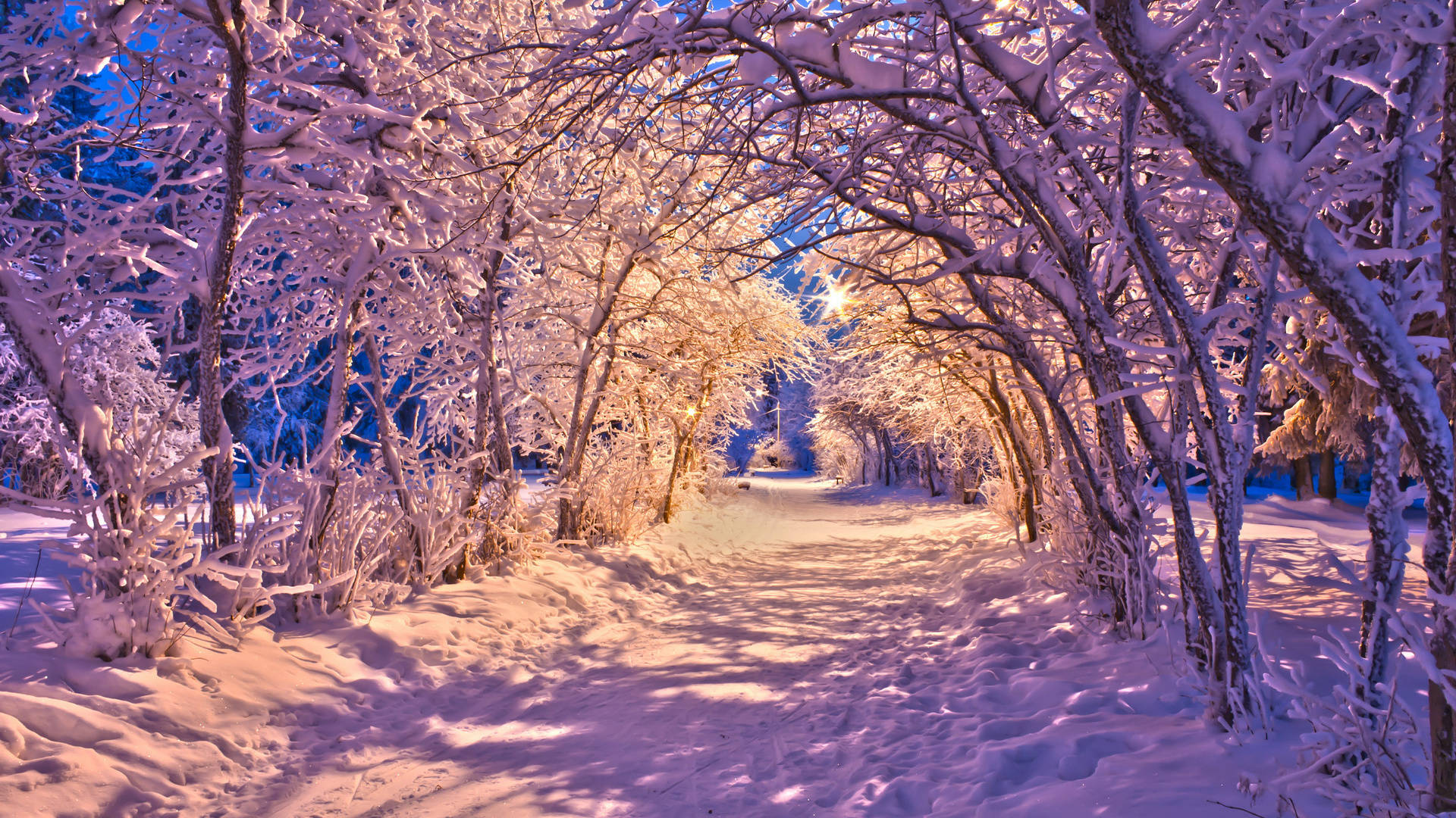 Sunny Snowy White Trees Wallpaper