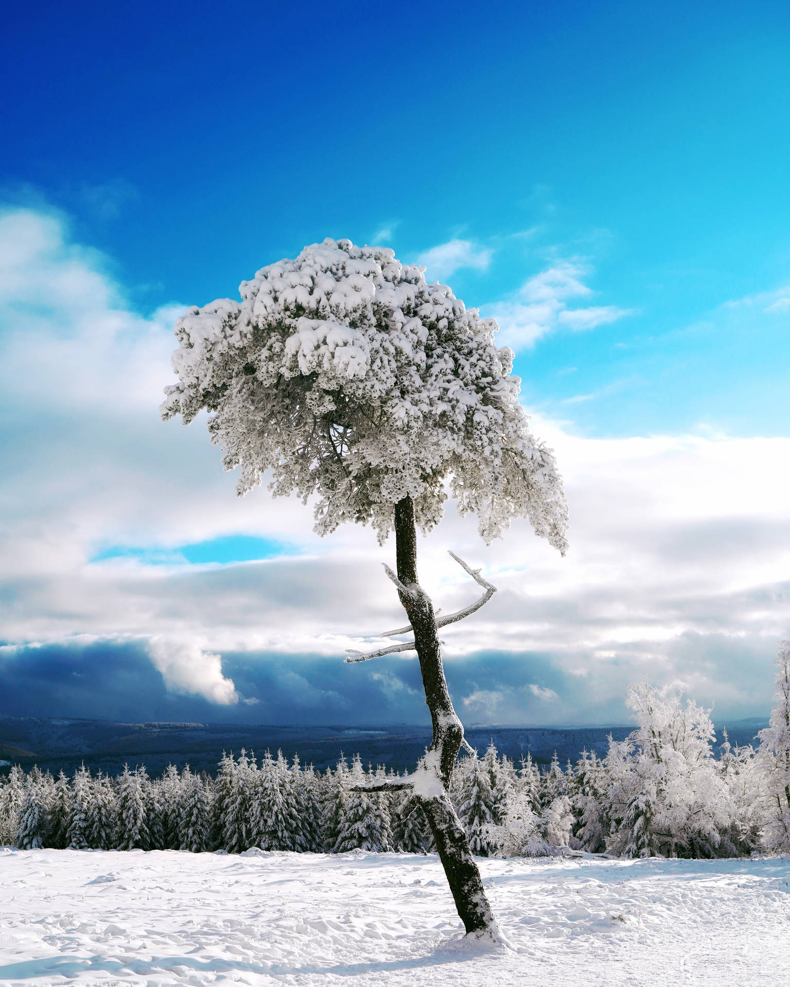 A Tree Is Standing In The Snow Wallpaper