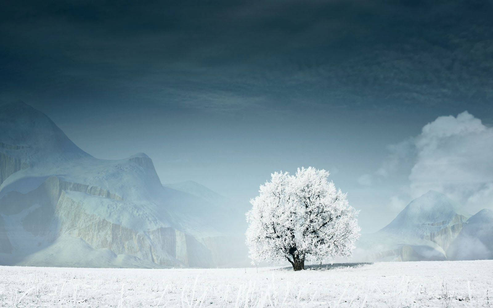 Et udsigt til en hvid træ stående højt imod en blå himmel. Wallpaper