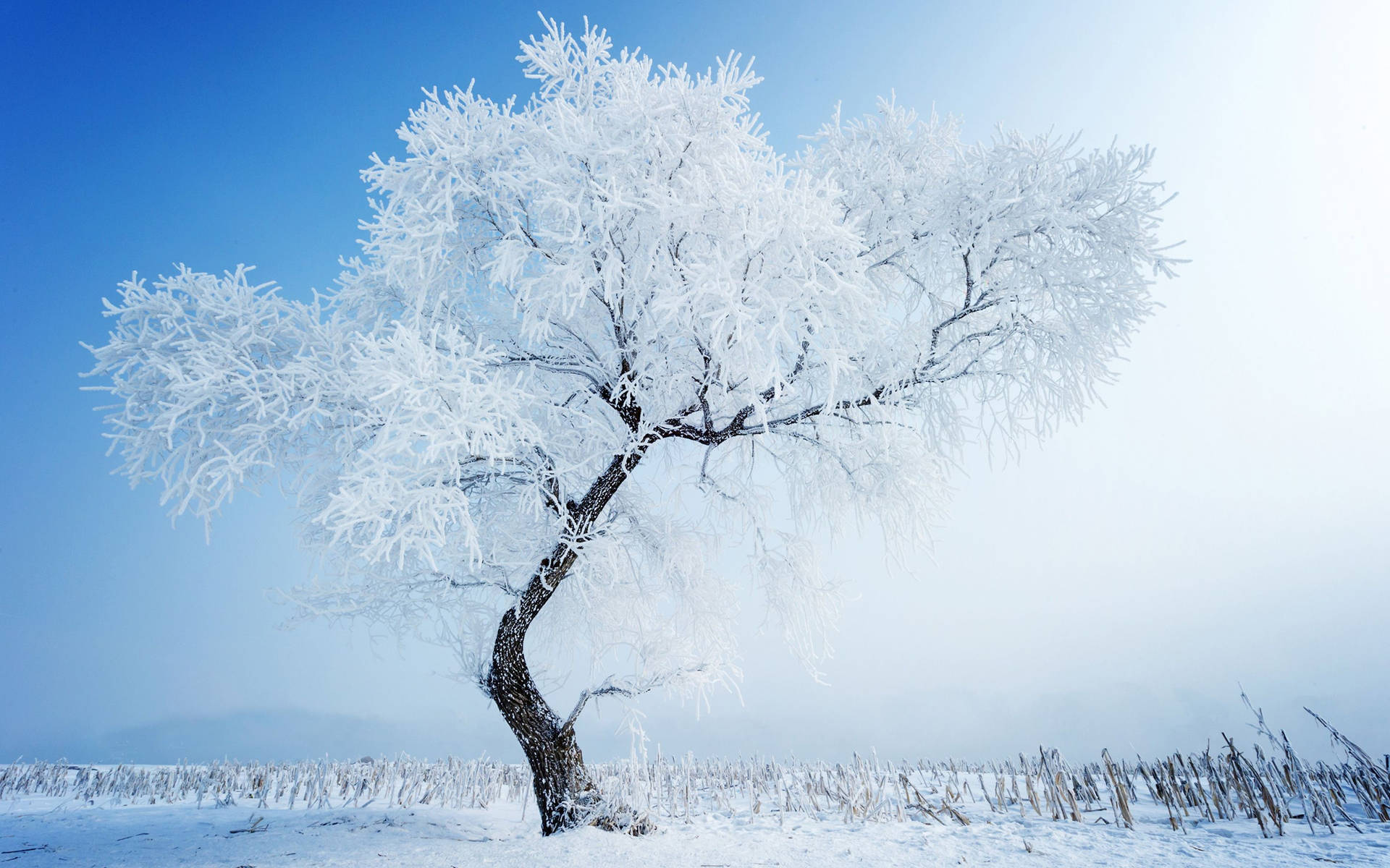 Frozen White Tree Wallpaper