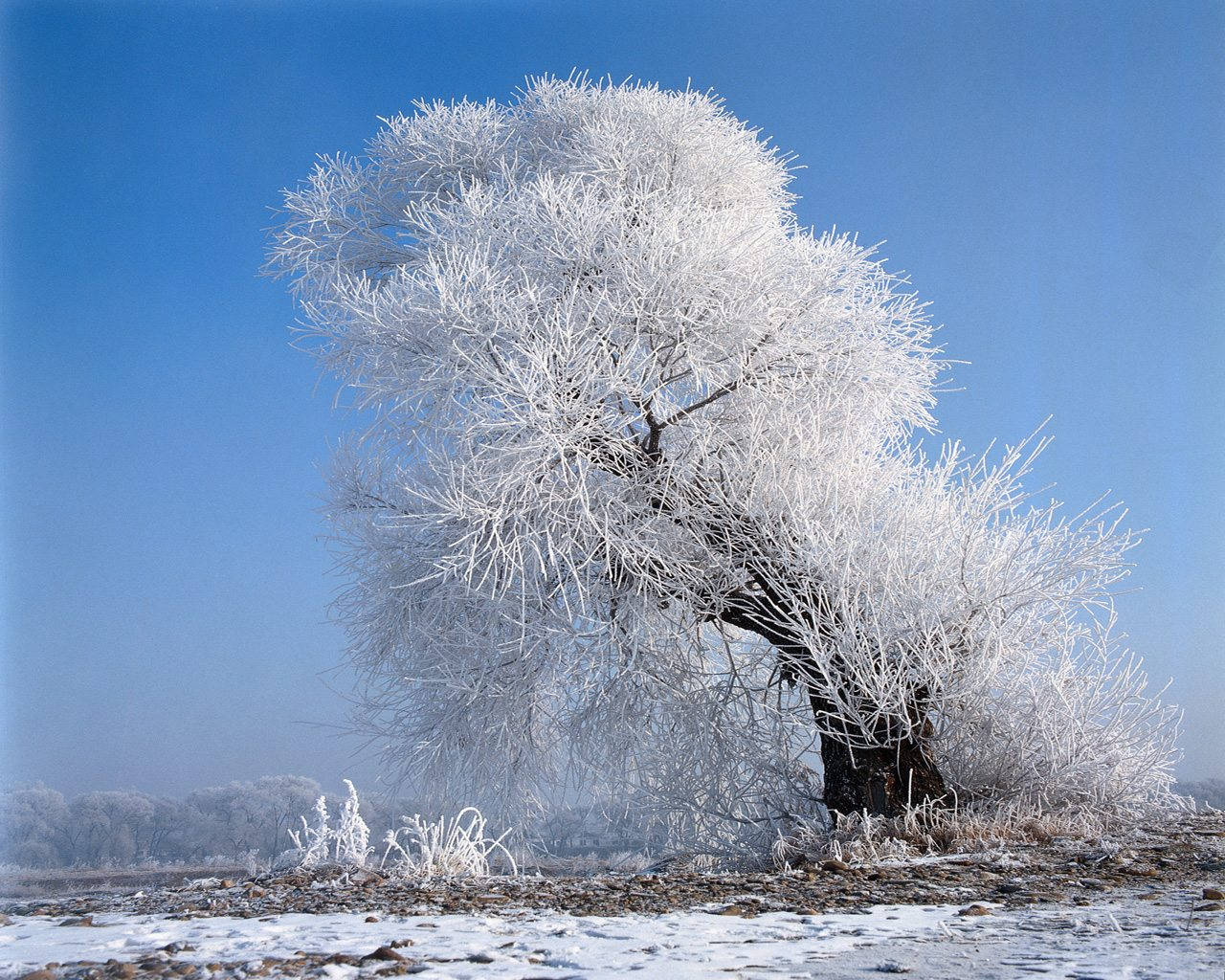 Einbaum, Bedeckt Von Frost. Wallpaper
