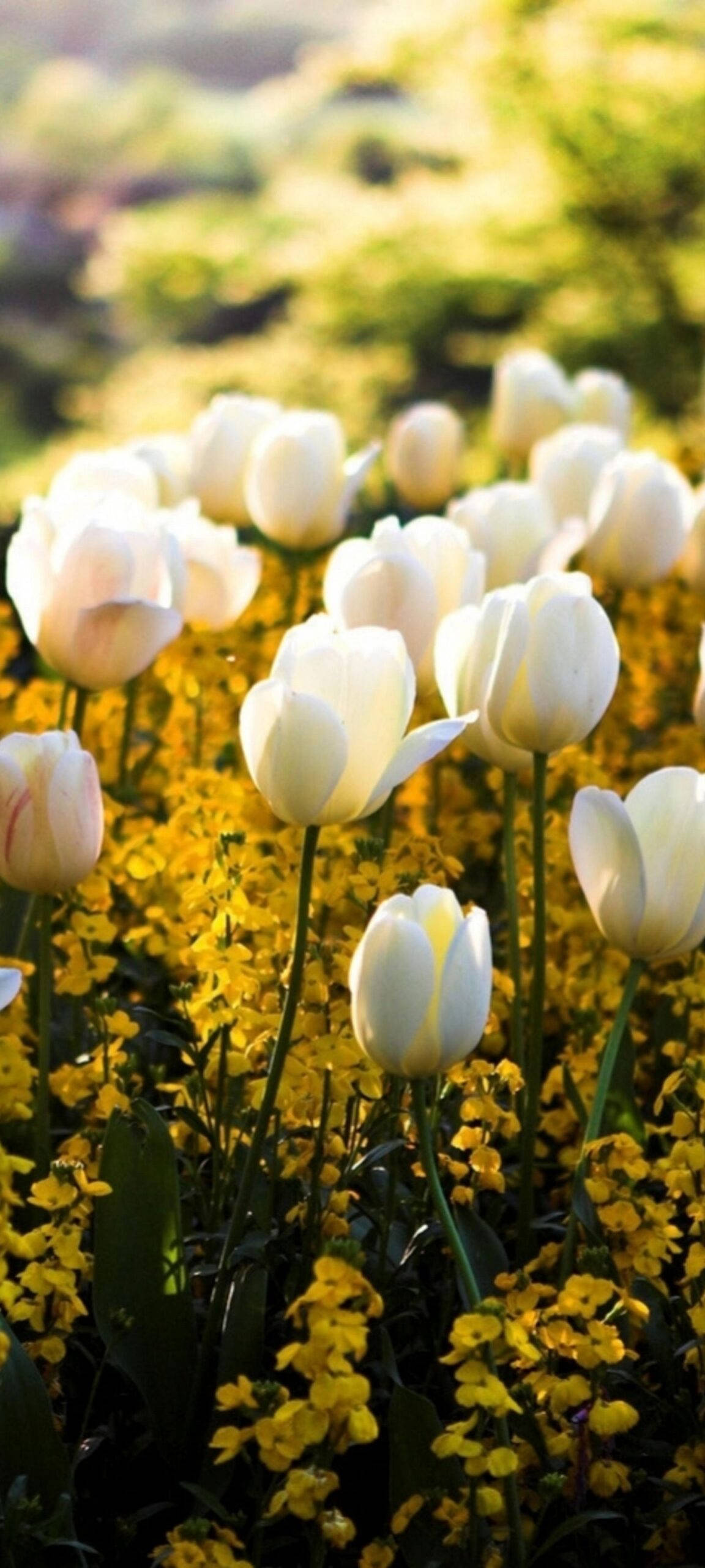 White Tulip For Oneplus 8 Pro Wallpaper