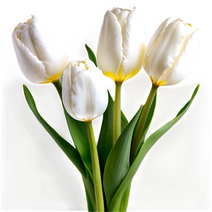 Download White Tulip Png 92 | Wallpapers.com