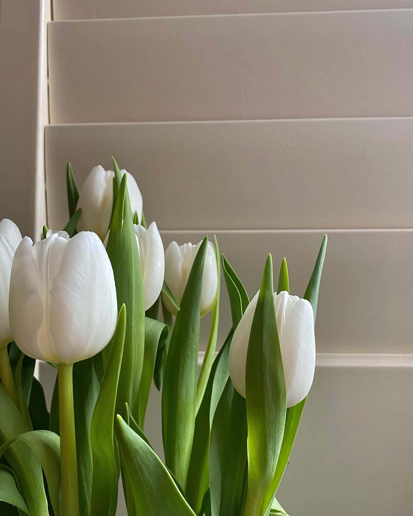 White Tulips Against Creamy Backdrop Wallpaper