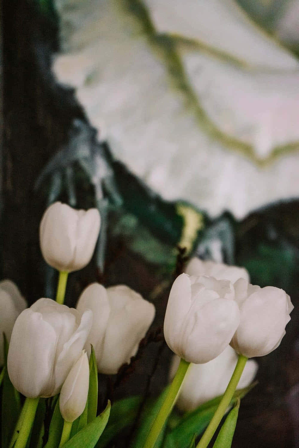 White Tulips Artistic Display Wallpaper