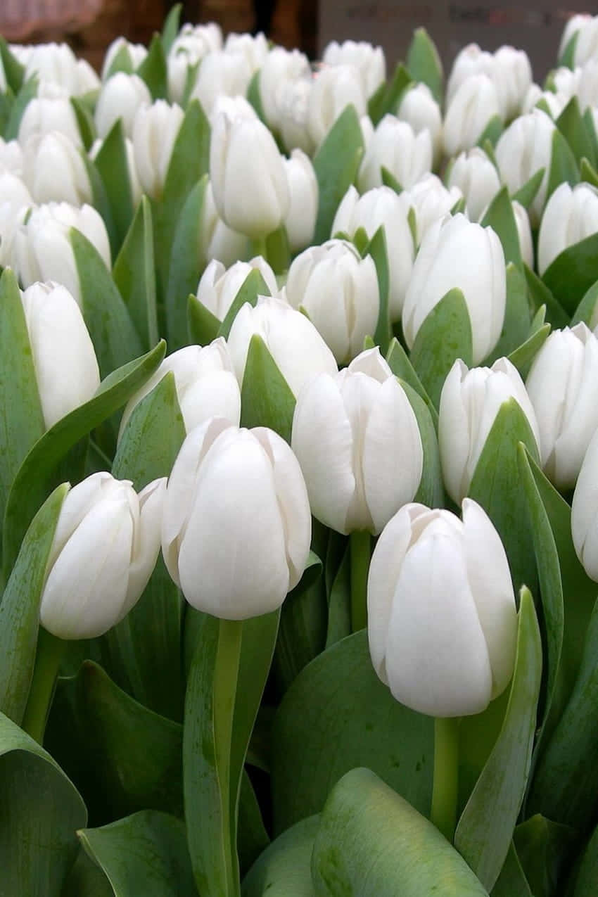 White Tulips Bed Aesthetic.jpg Wallpaper