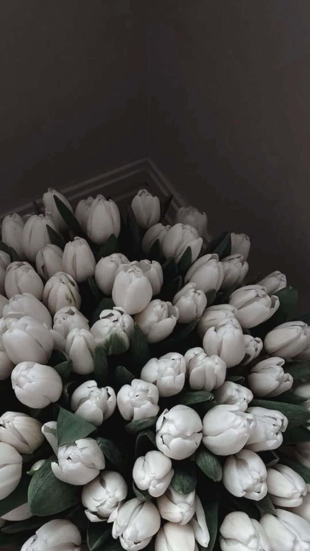White Tulips Bouquet Aesthetic Wallpaper