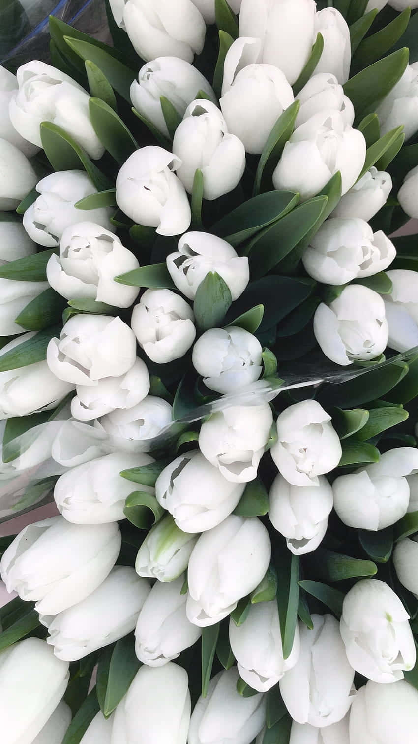 White Tulips Bouquet Aesthetic Wallpaper