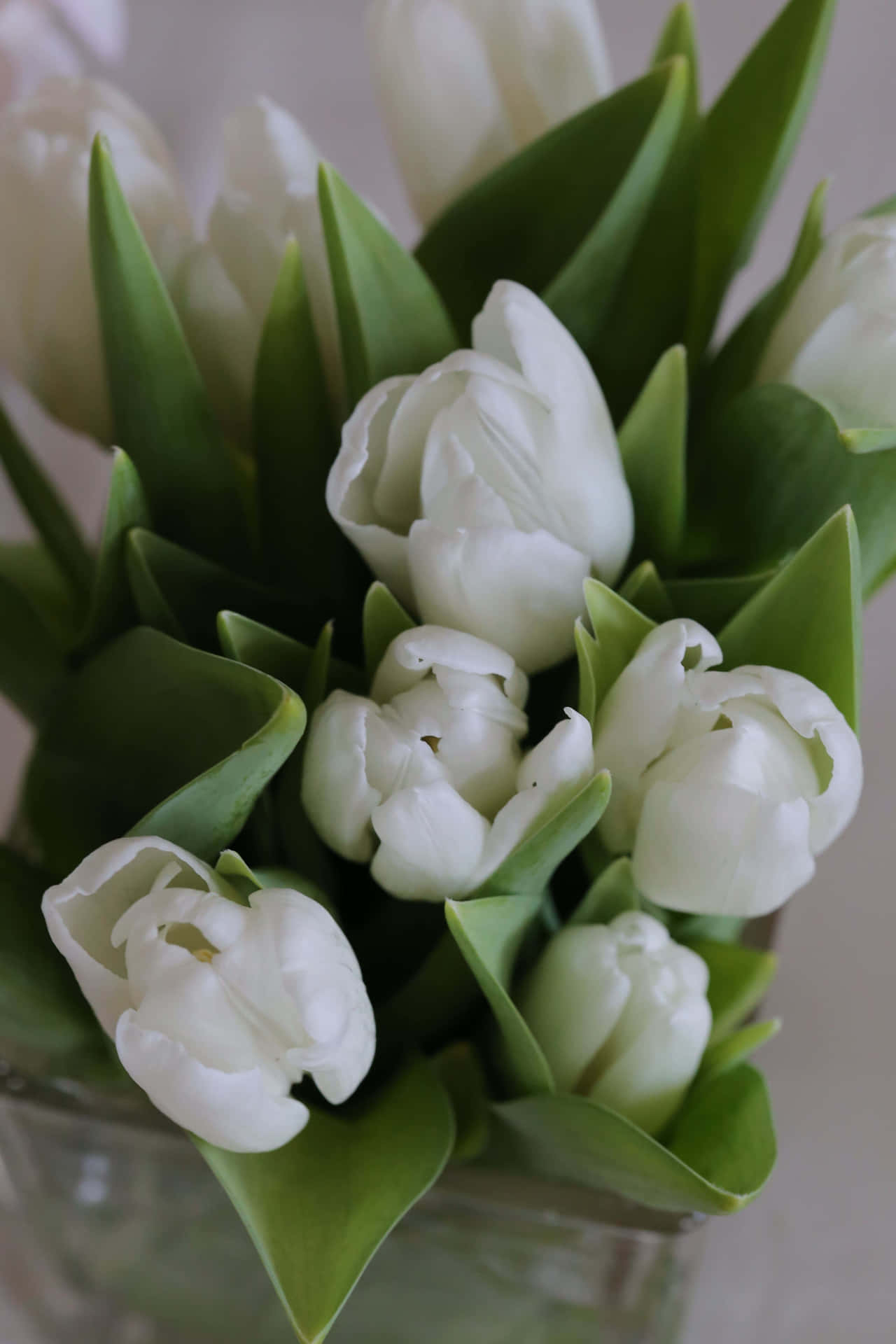 White Tulips Bouquet Elegance Wallpaper