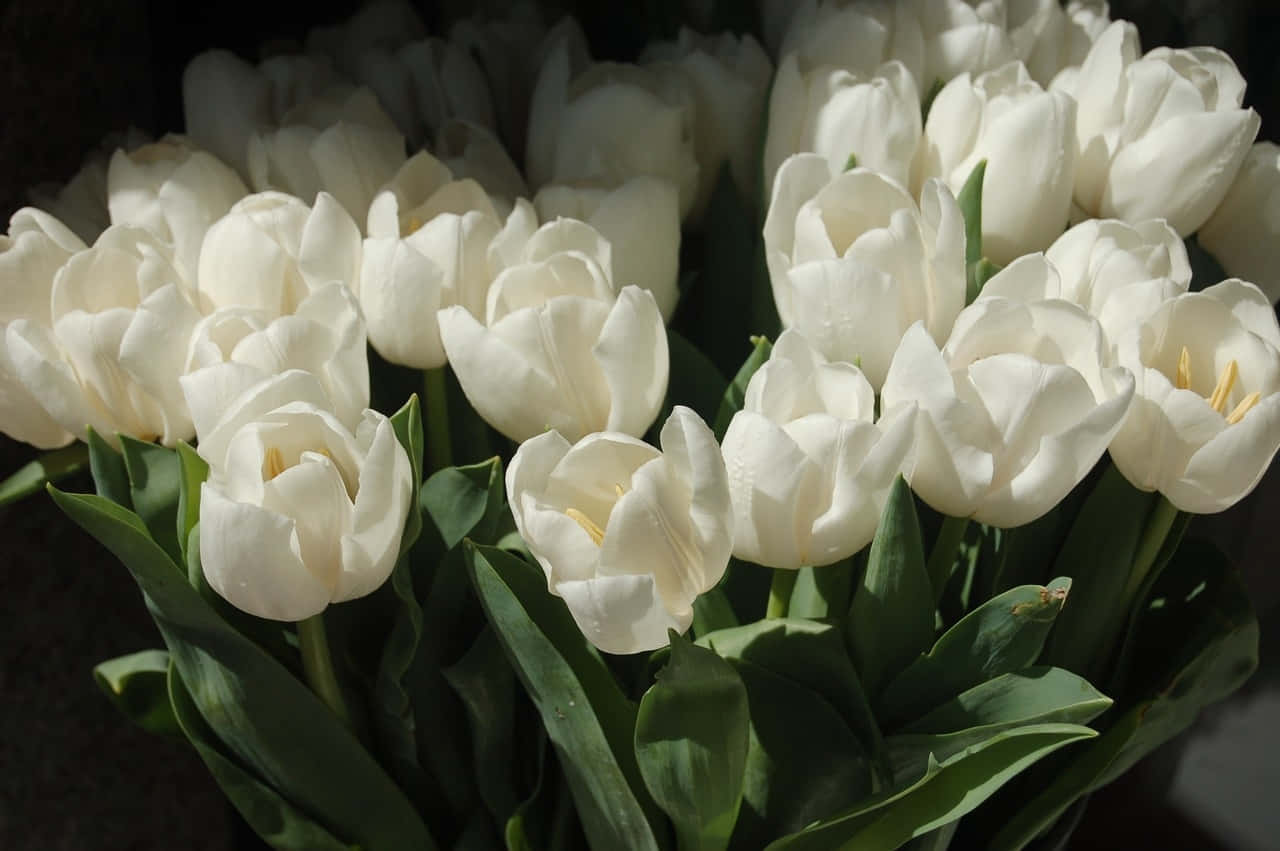 White Tulips Bouquet Sunlight Wallpaper