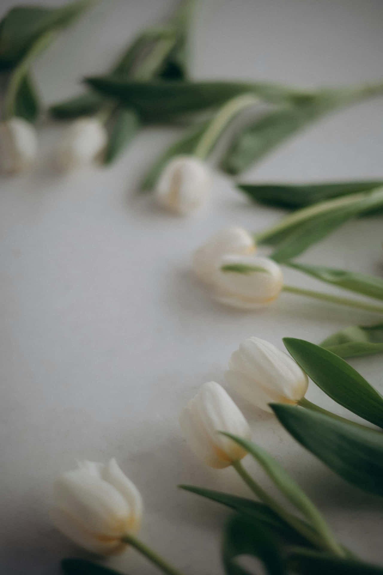 White Tulips Elegance Wallpaper
