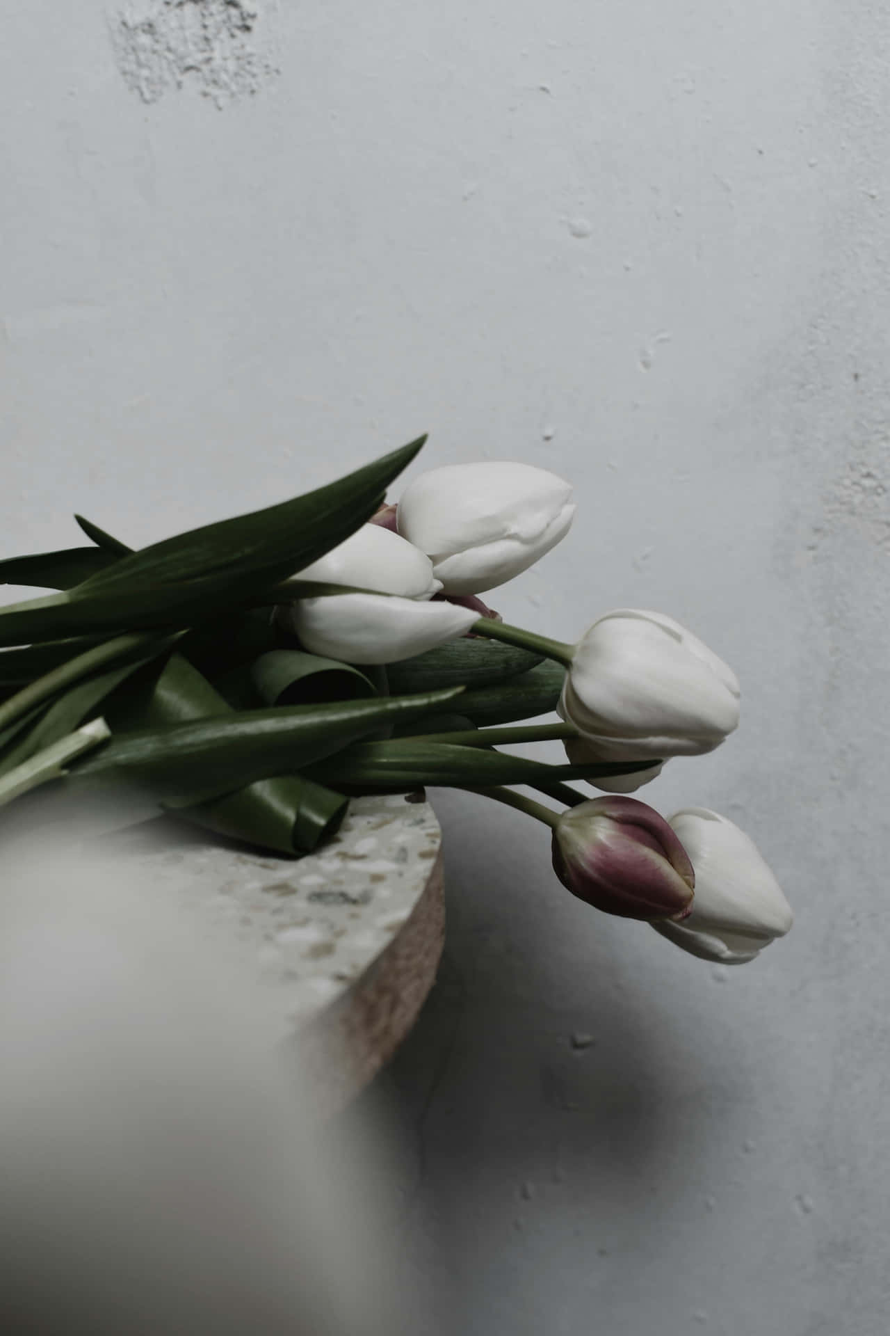White Tulips Elegance Aesthetic.jpg Wallpaper