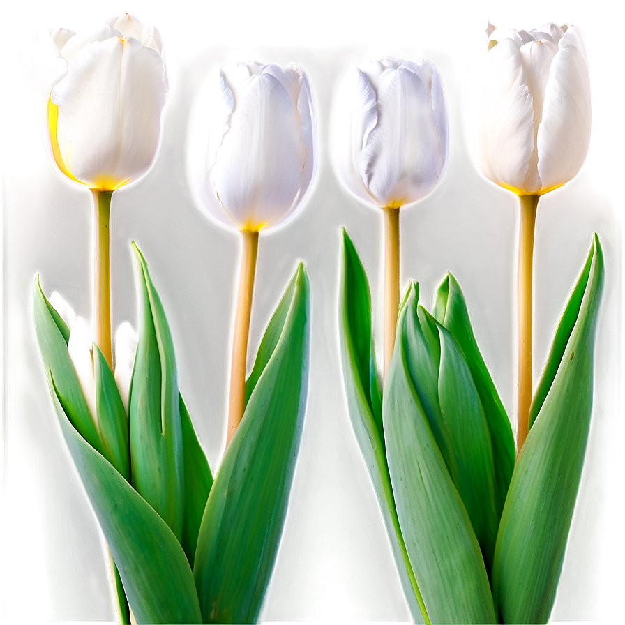 White Tulips Elegance Png 05242024 PNG