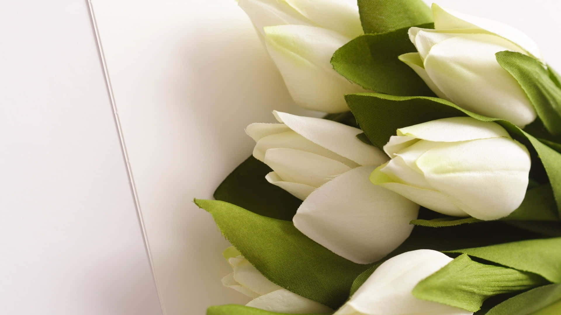 White Tulips Elegant Arrangement Wallpaper
