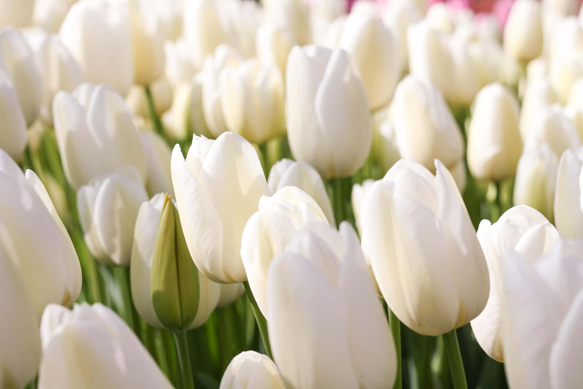 White Tulips Field Sunlit Aesthetic.jpg Wallpaper
