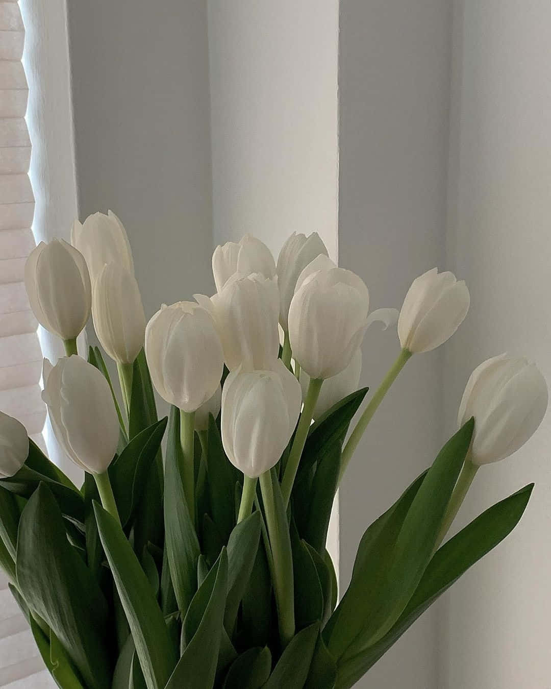 White Tulips Indoor Aesthetic Wallpaper
