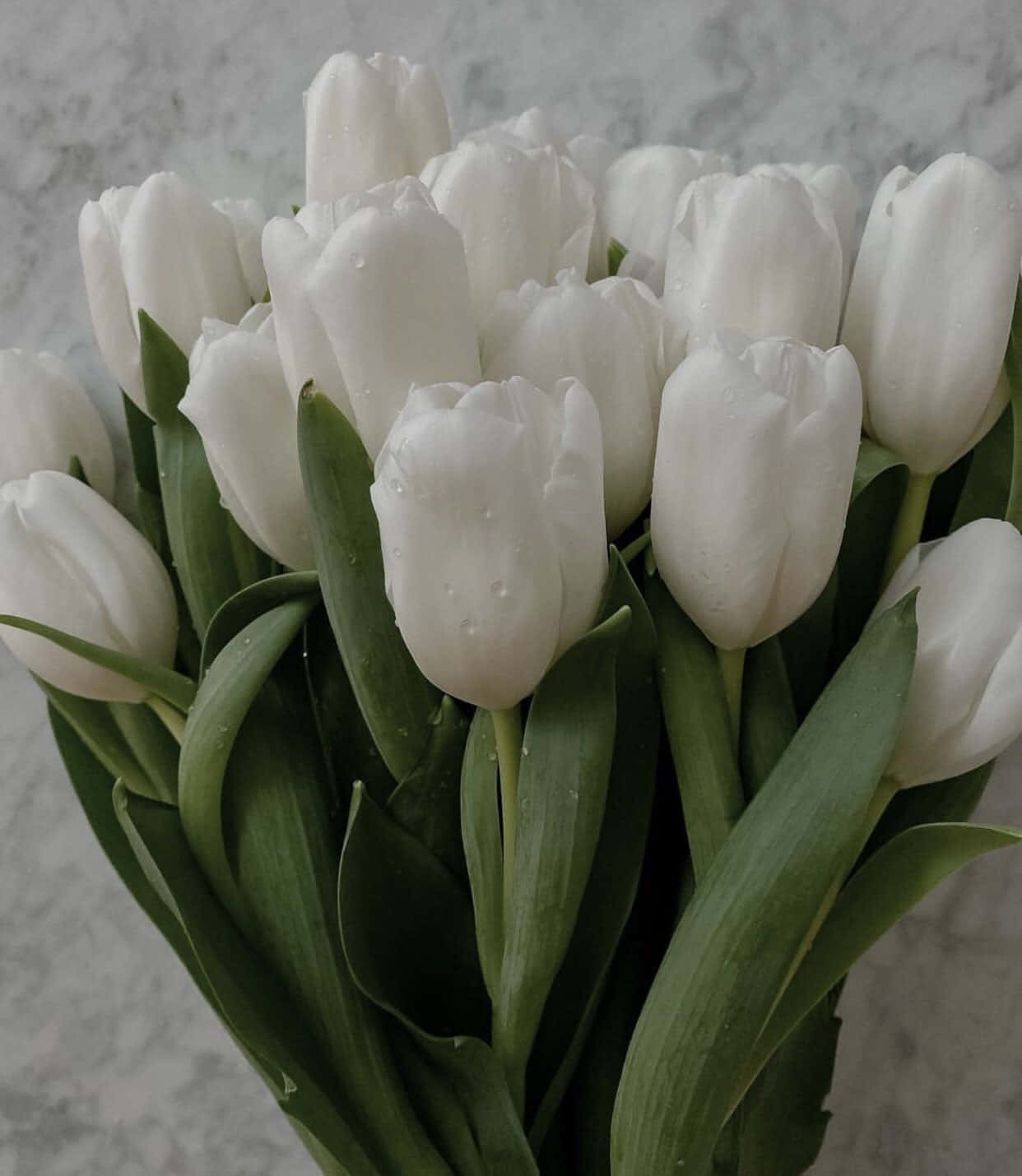 White Tulips Marble Background Wallpaper