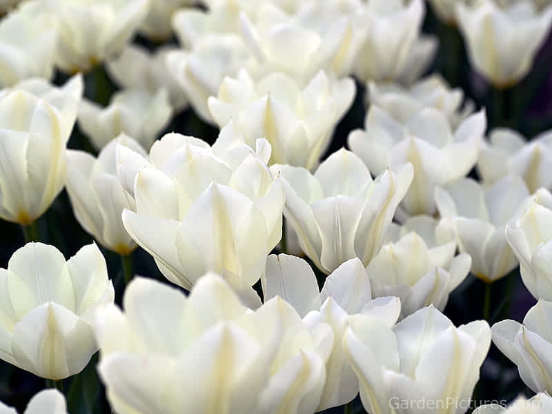 White Tulips Means Being Considerate Wallpaper