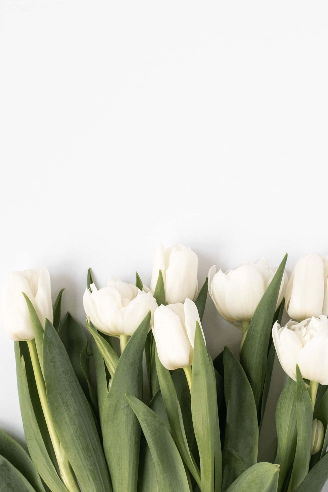 White Tulips Minimalist Aesthetic.jpg Wallpaper