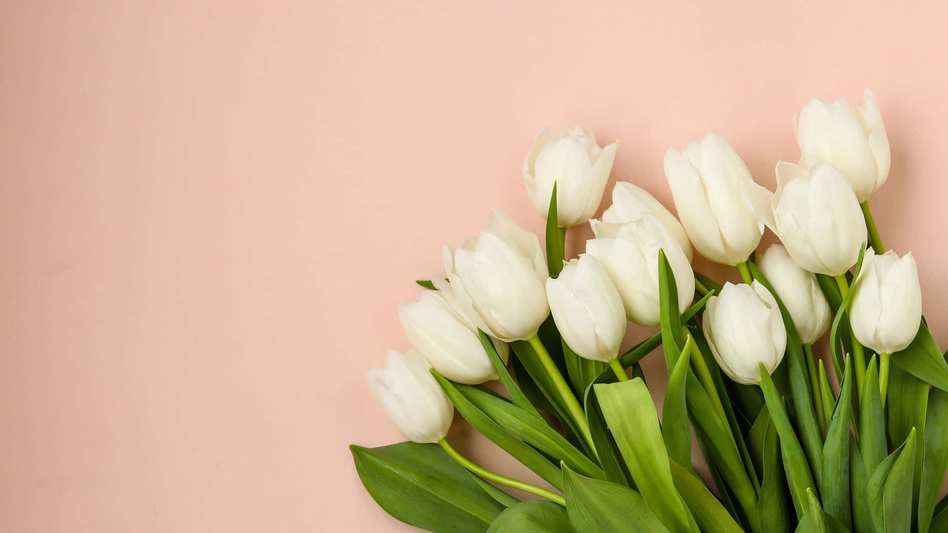 White Tulips Pink Background Wallpaper
