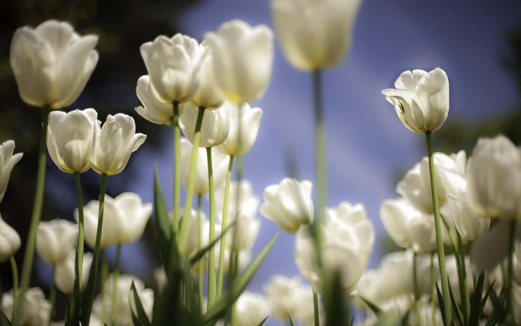 White Tulips Sunlit Garden.jpg Wallpaper