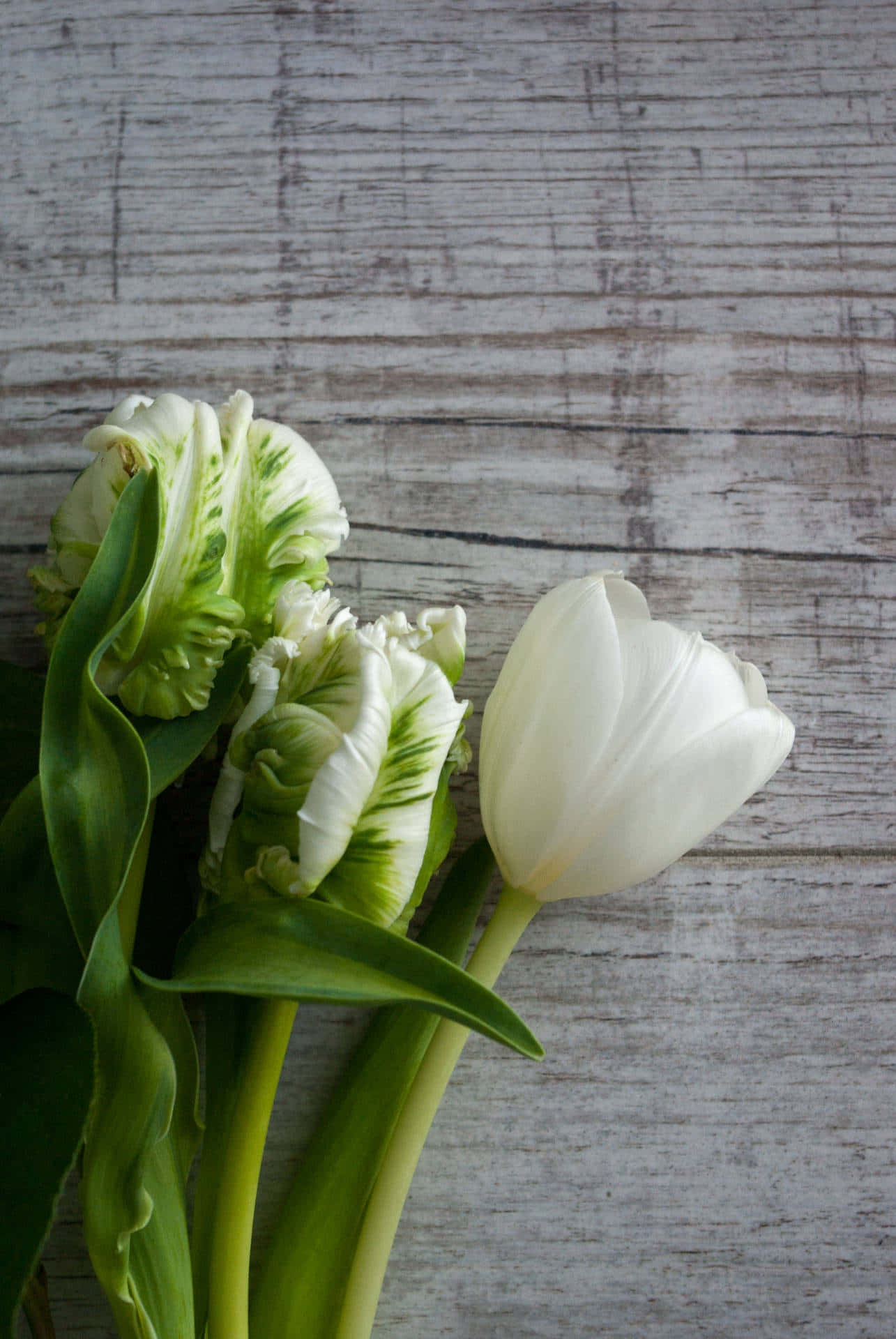 White Tulips Wooden Background Wallpaper